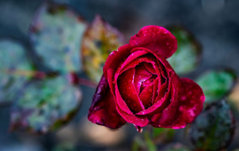 Розы декабря... фото превью