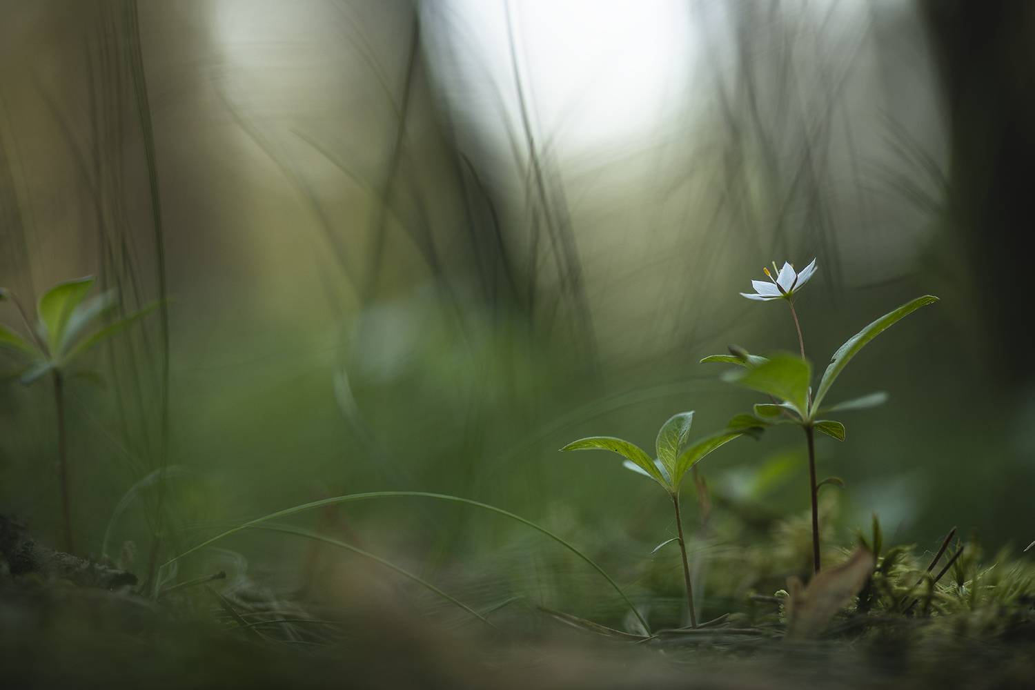 Утром в Лужском лесу.... Автор: Мещеряков Геннадий седмичник, цветок, свет, цвет, утро, геннадий мещеряков, nikon d 850, carl zeiss makro-planar t* 100mm f/2 zf.2, Мещеряков Геннадий