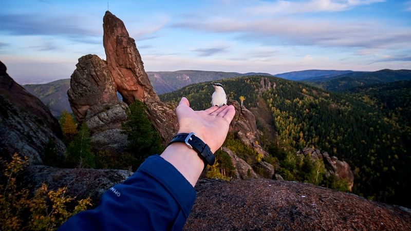 Красноярские Столбы, красноярск, птицы, такмак С природой на Тыphoto preview