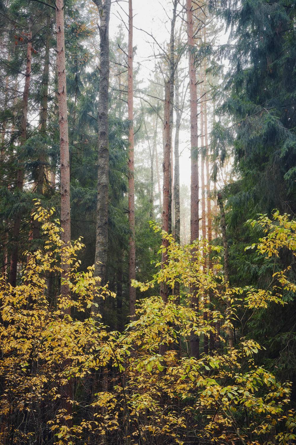 лес, деревья, листва, осень, Валерий Вождаев