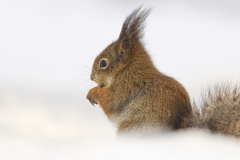 белка, белочка, зима photo preview