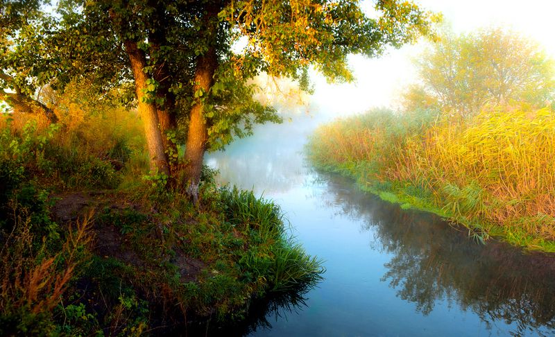 тихая сосна, дивногорье, лиски, утро photo preview