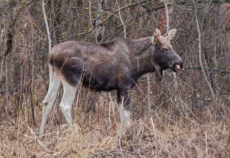 лось Лось фото превью