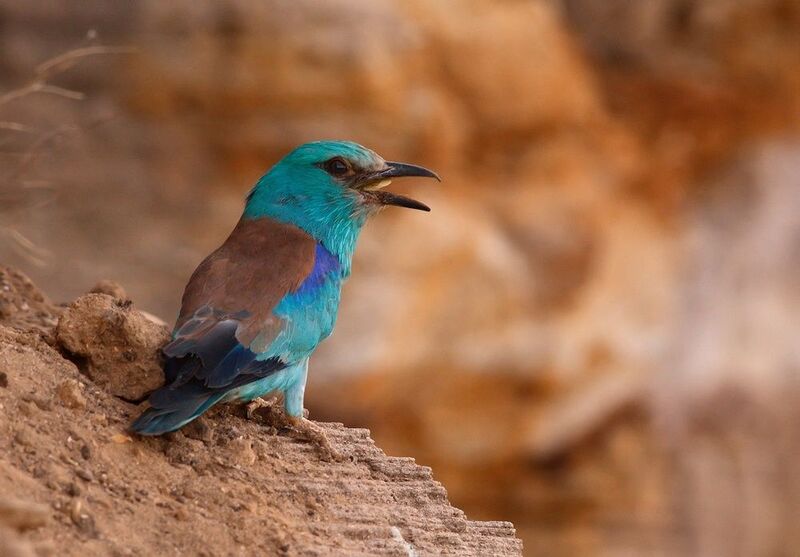 Лето, жара... фото превью