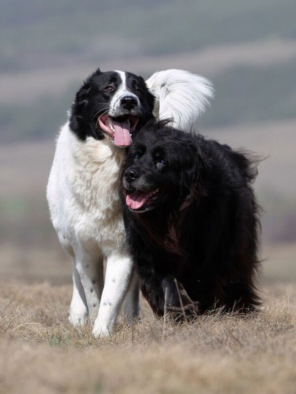 Нера и Белла на прогулке фото превью