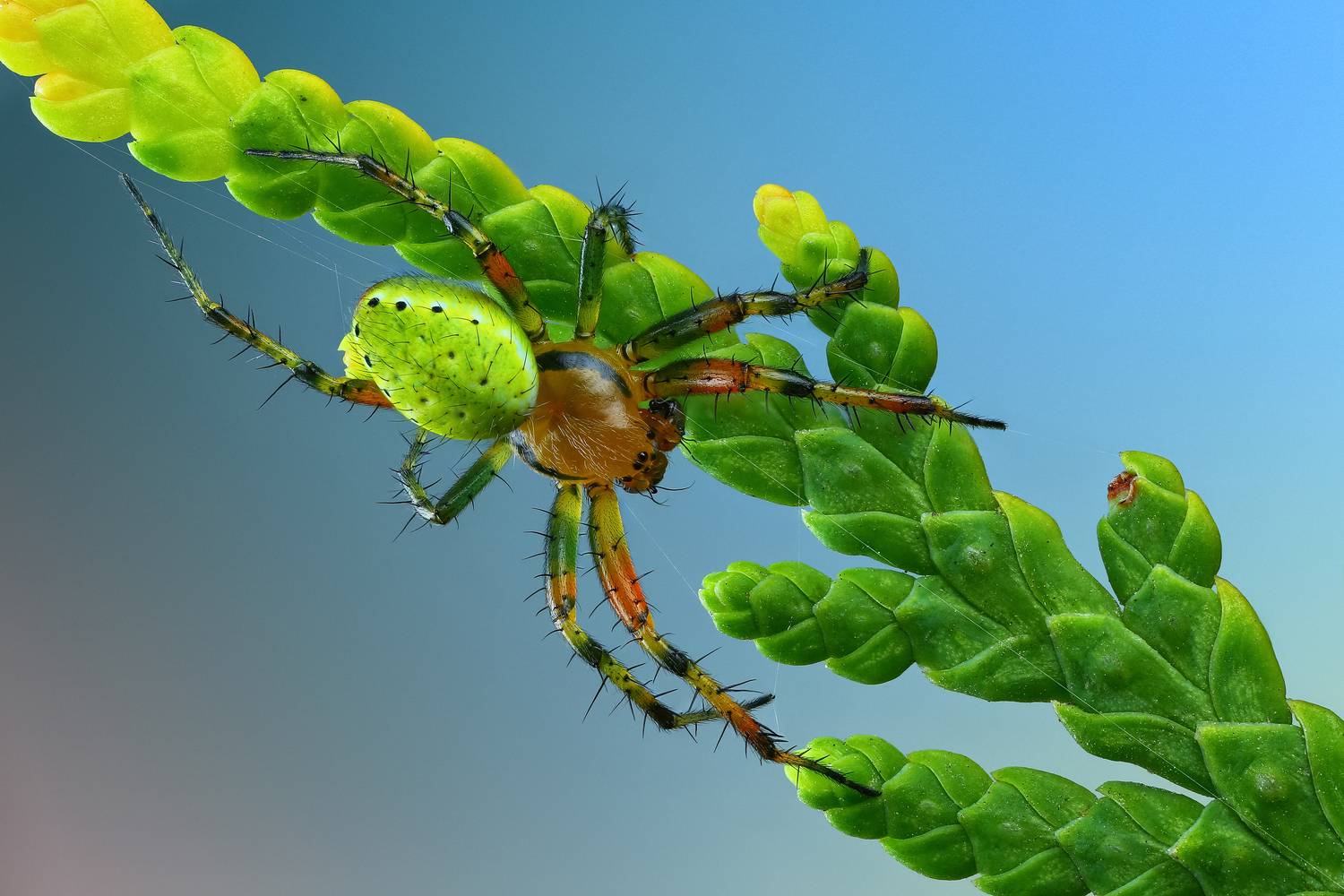 макро, природа, животное, растение, цвет, фото, голубой, паук, трава, Шаповалов Андрей