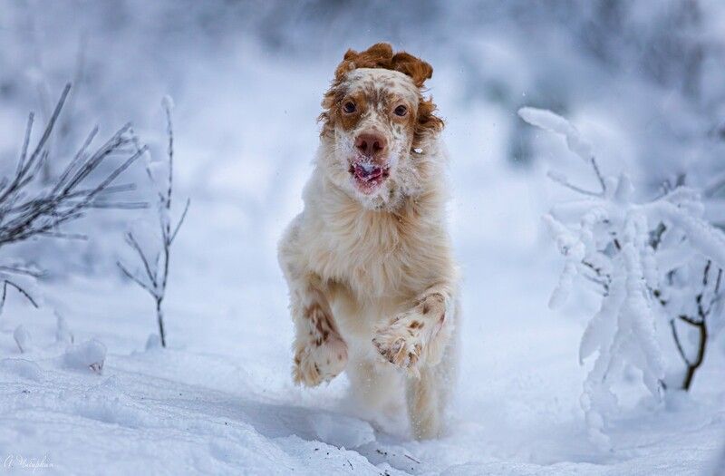 английский, сеттер, портрет, прогулка, зима На прогулке с английским сеттером фото превью