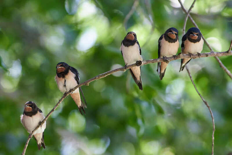 Деревенская ласточка, Hirundo rustica, Молодые ласточкиphoto preview