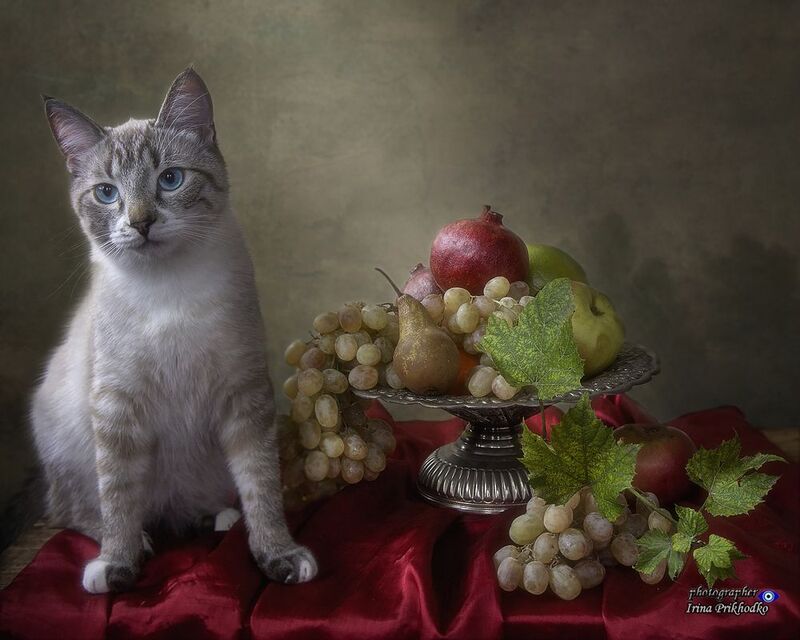 натюрморт, фрукты, питомцы, кошки, голубоглазый котик Натюрморт с фруктами и любопытный котикphoto preview