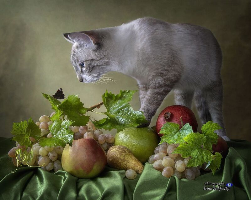 фрукты, натюрморт, любопытный котик, Первопроходимецphoto preview