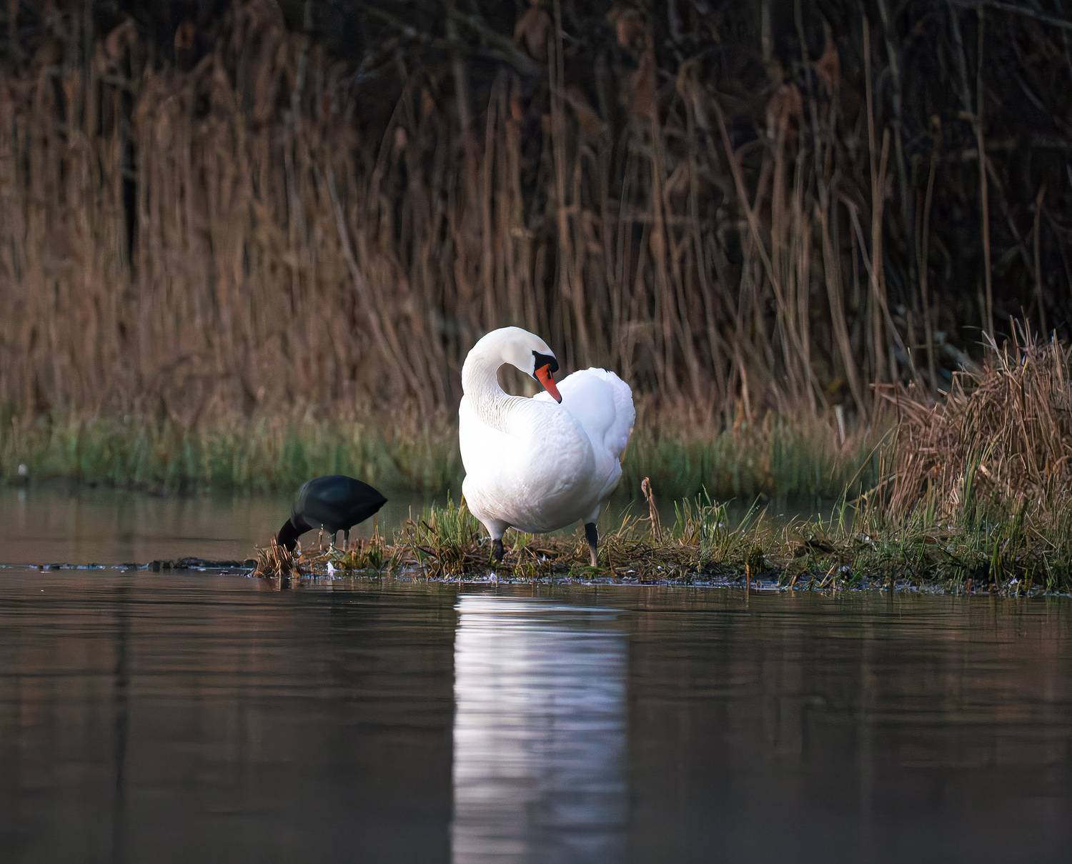 Безусловно, в воде лебедь — истинное воплощение грации! А на суше можно просто отдохнуть от своего величия.. Автор: Ворожцова Марина Лебеди бёрдвотчинг фото весна, Ворожцова Марина