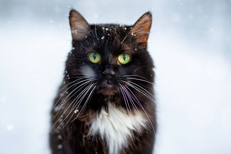 Коша Масяphoto preview