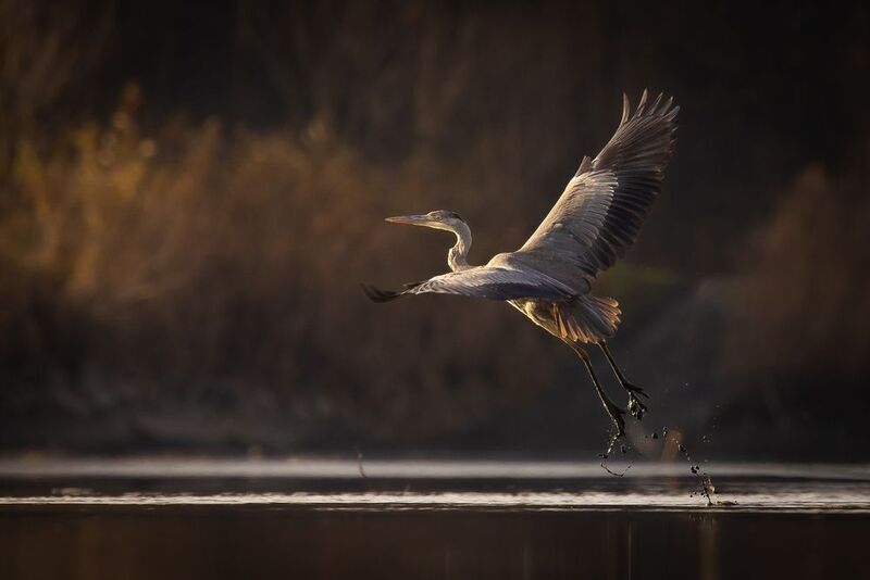 Heron фото превью