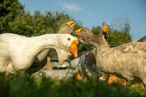 Пейзаж, животные, архитектура