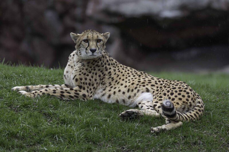 Cheetahphoto preview