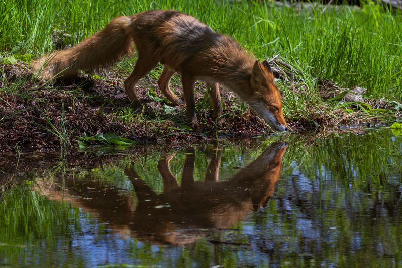 камчатка лиса Красотка у зеркалаphoto preview