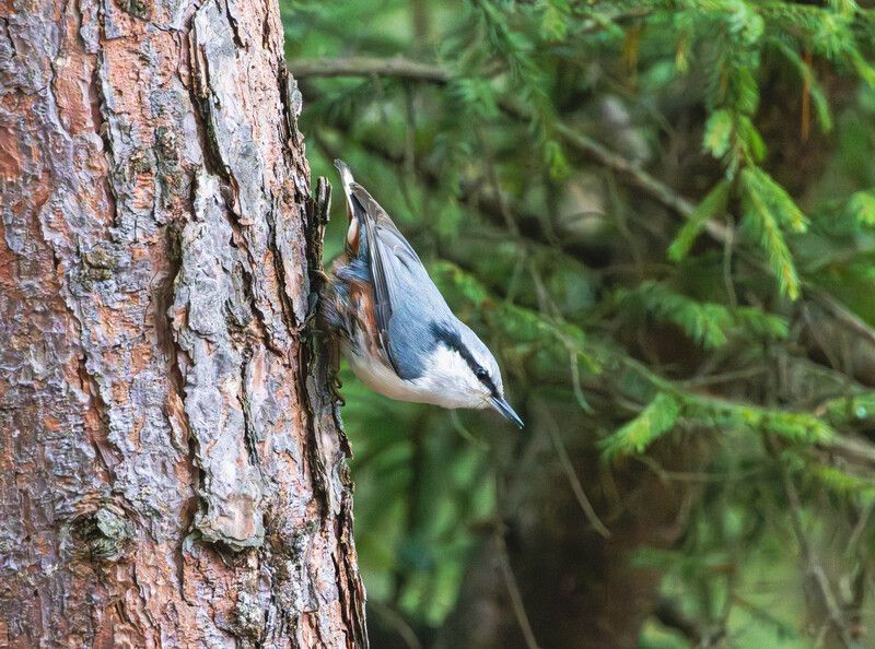 Поползеньphoto preview