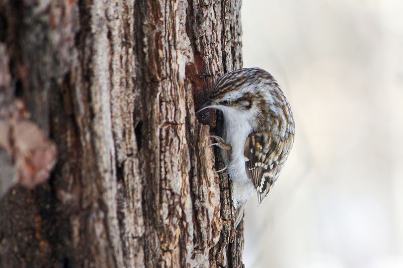 пищуха, обыкновенная пищуха, certhia familiaris Обыкновенная пищуха (Certhia familiaris)photo preview