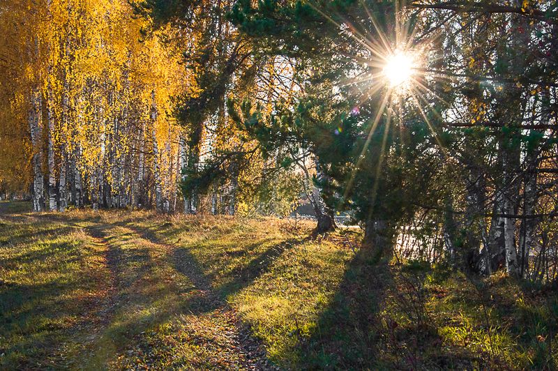 природа, пейзаж, осень, сентябрь, октябрь, лес, республика коми, сыктывкар photo preview