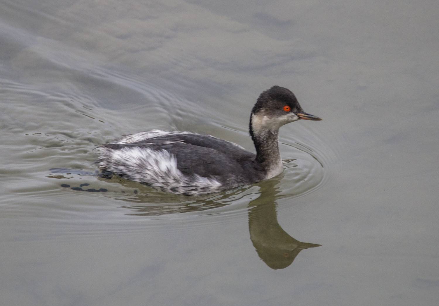 черношейная, поганка, Хасан Журтов