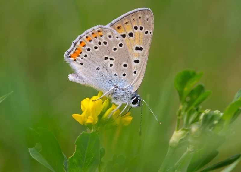 червонец альцифрон, фиолетовый, lycaena alciphron, голубянки, lycaenidae, бабочка Червонец фиолетовыйphoto preview