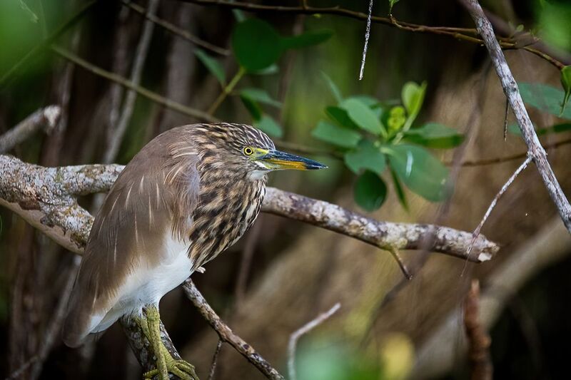 цапля, птица цапля в засадеphoto preview