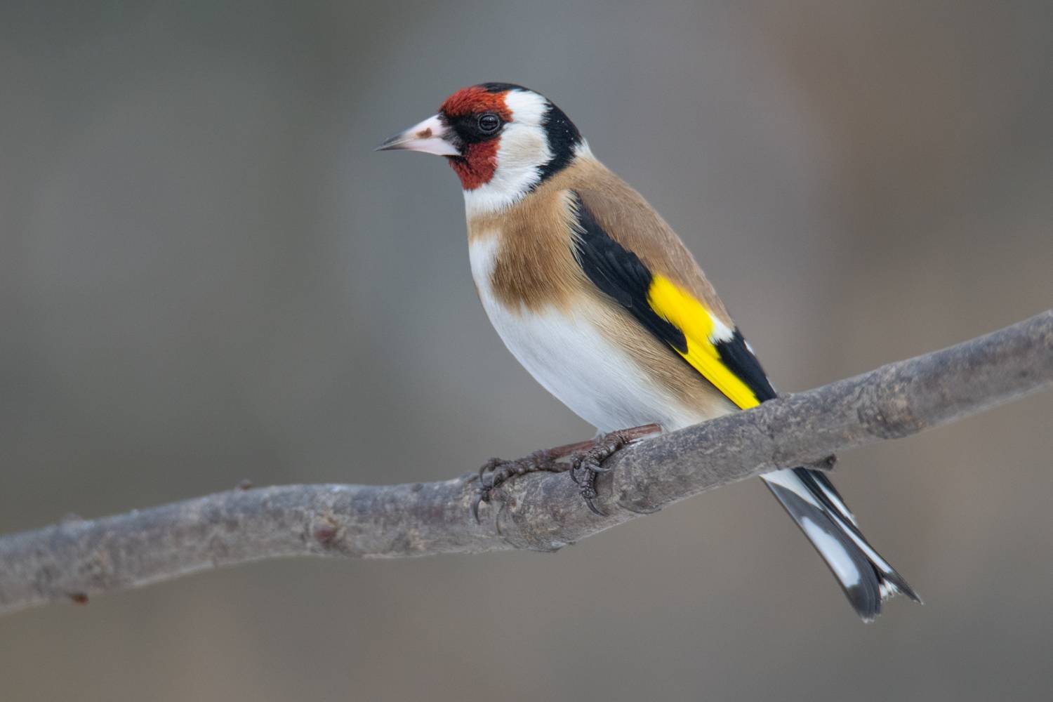 Щегол (Carduelis carduelis). Автор: Denis Vetrenko щегол,carduelis carduelis, Denis Vetrenko