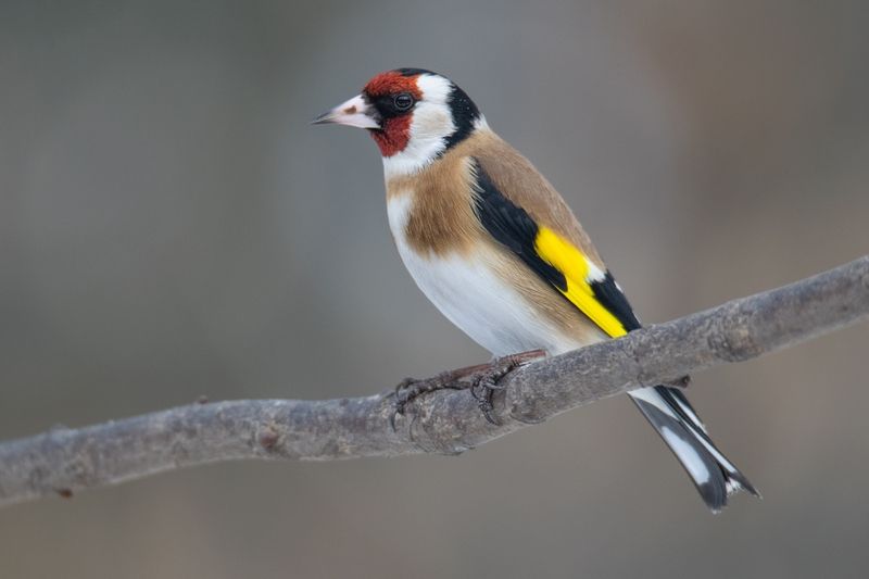 щегол,carduelis carduelis Щегол (Carduelis carduelis)photo preview