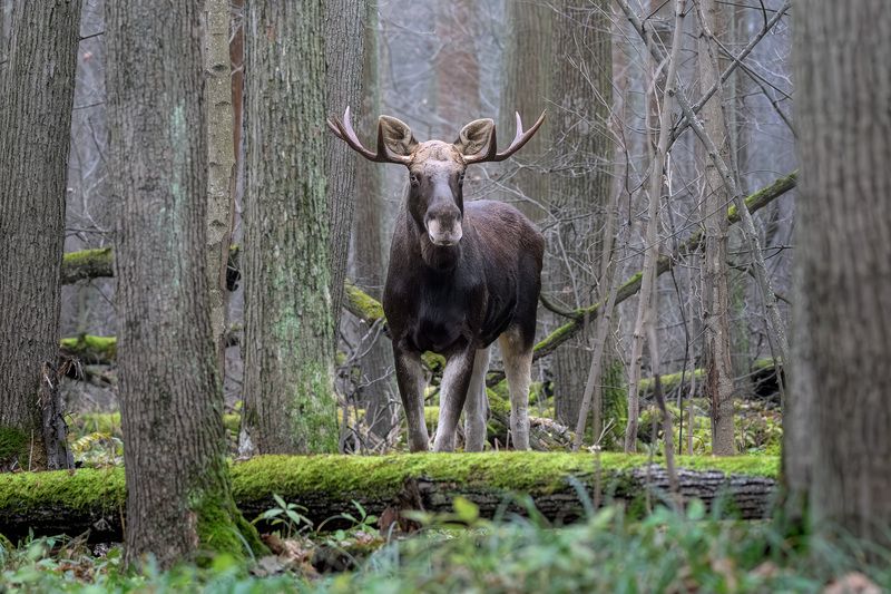 животные, лось, осень, лес, ноябрь, фотоохота, природа, moose, elk, animals, wildlife Коридоры мха и хранитель лесных тайнphoto preview