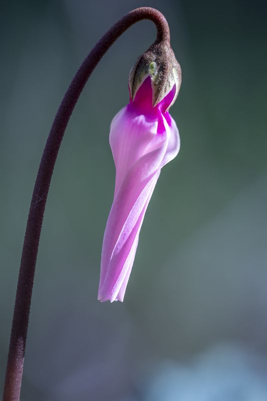 macro, flowers, plants, nature, spring, red, grass flowers фото превью