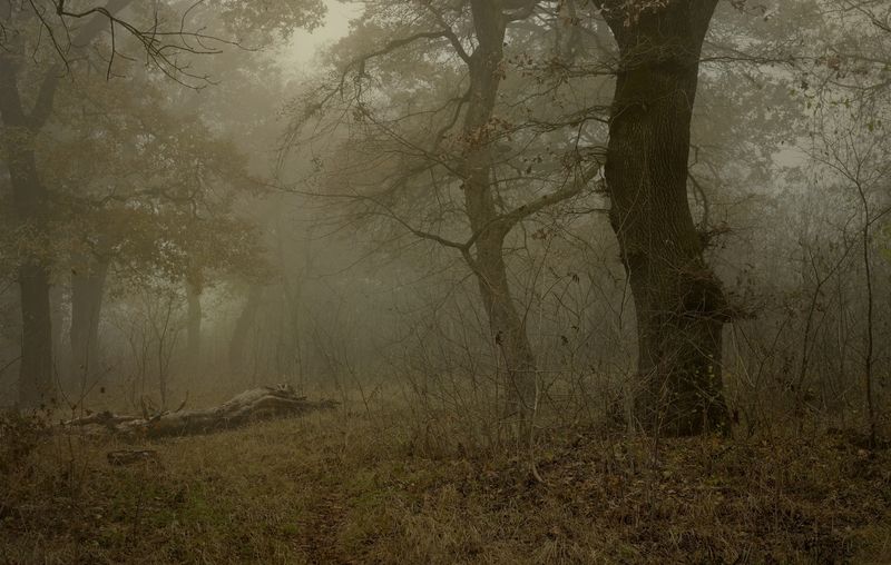 осень листва утро лес туман Туманное утроphoto preview