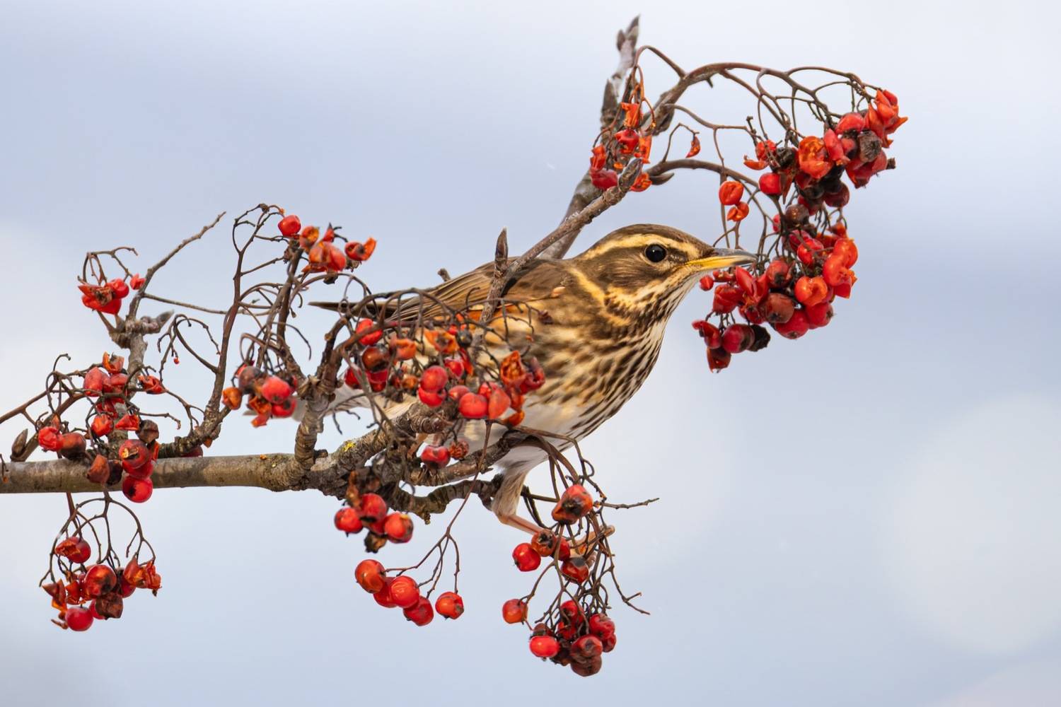 дрозд-белобровик, белобровик, дрозд, птицы, рябина, Ruslan Pl