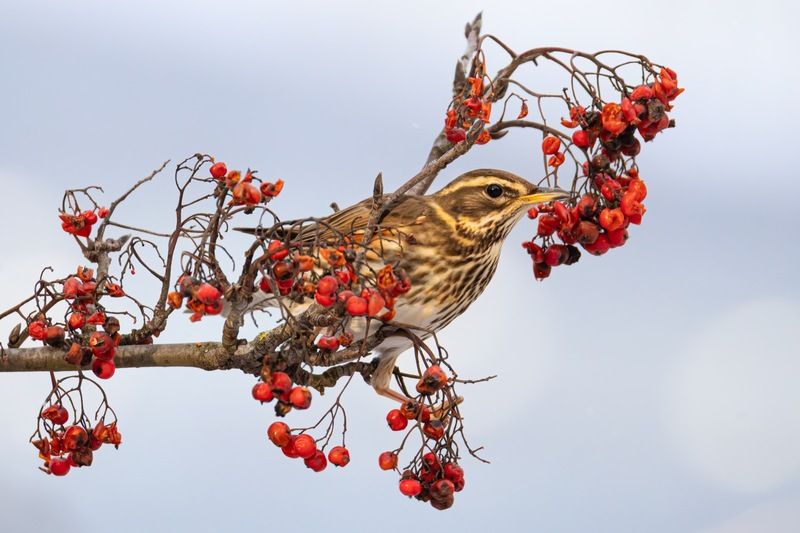 дрозд-белобровик, белобровик, дрозд, птицы, рябина Дрозд-белобровикphoto preview