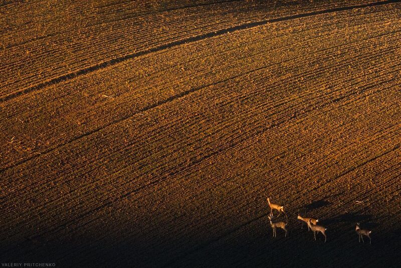 Косули на поле Южной Моравииphoto preview