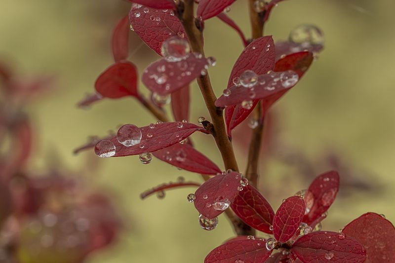 Колымская голубика фото превью