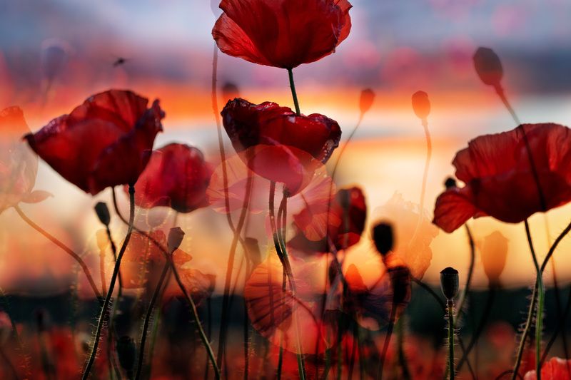 Макиphoto preview