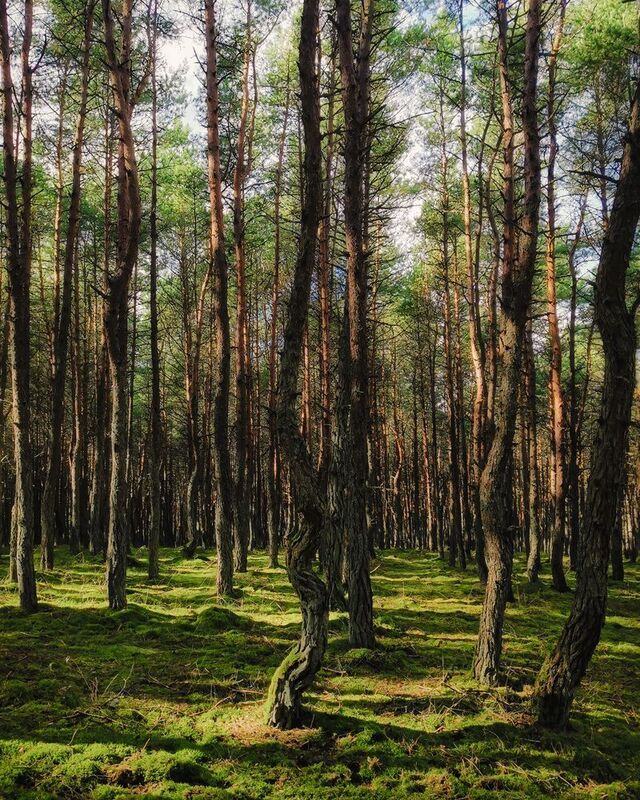 Сосновая рощаphoto preview