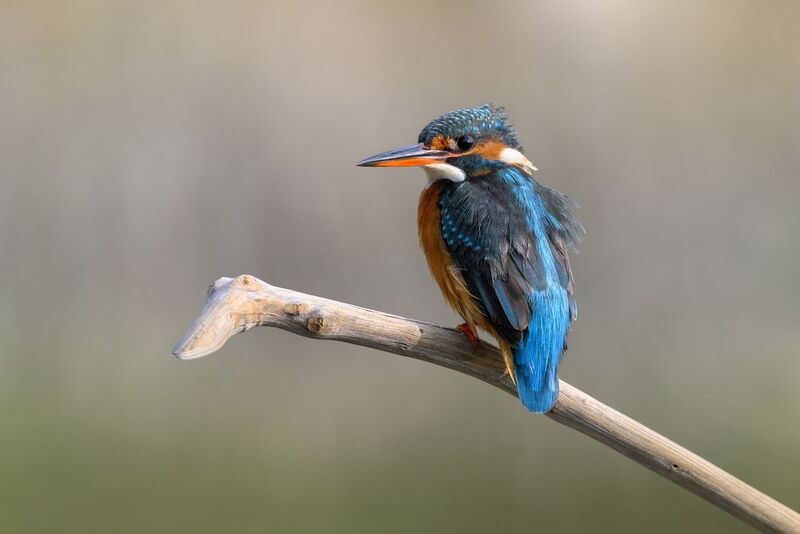 птица, фотоохота, зимородок, природа, фауна Зимородокphoto preview