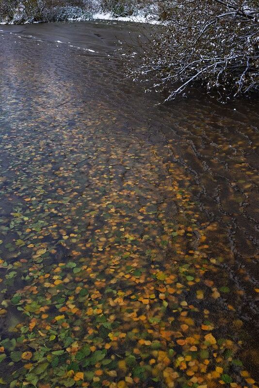 Заламинированная осеньphoto preview