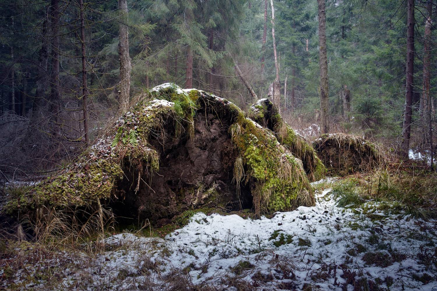 В заснеженном лесу. Автор: Валерий Вождаев лес, деревья, листва, снег, Валерий Вождаев