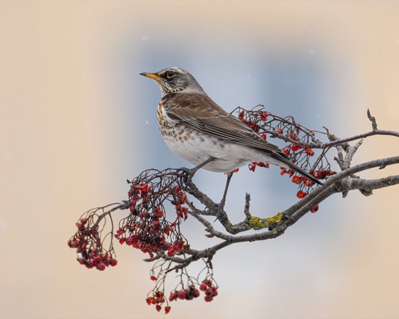 дрозд-рябинник, дрозд, рябинник, птицы, рябина Дрозд-рябинникphoto preview