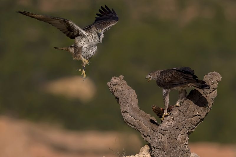 Bonelli\\\'s Eaglesphoto preview