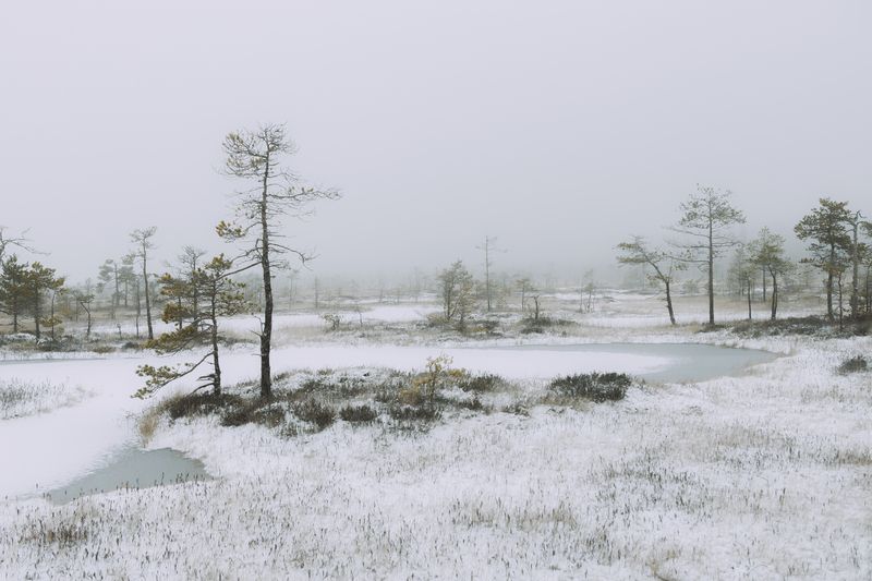 болото Ленинградская областьphoto preview