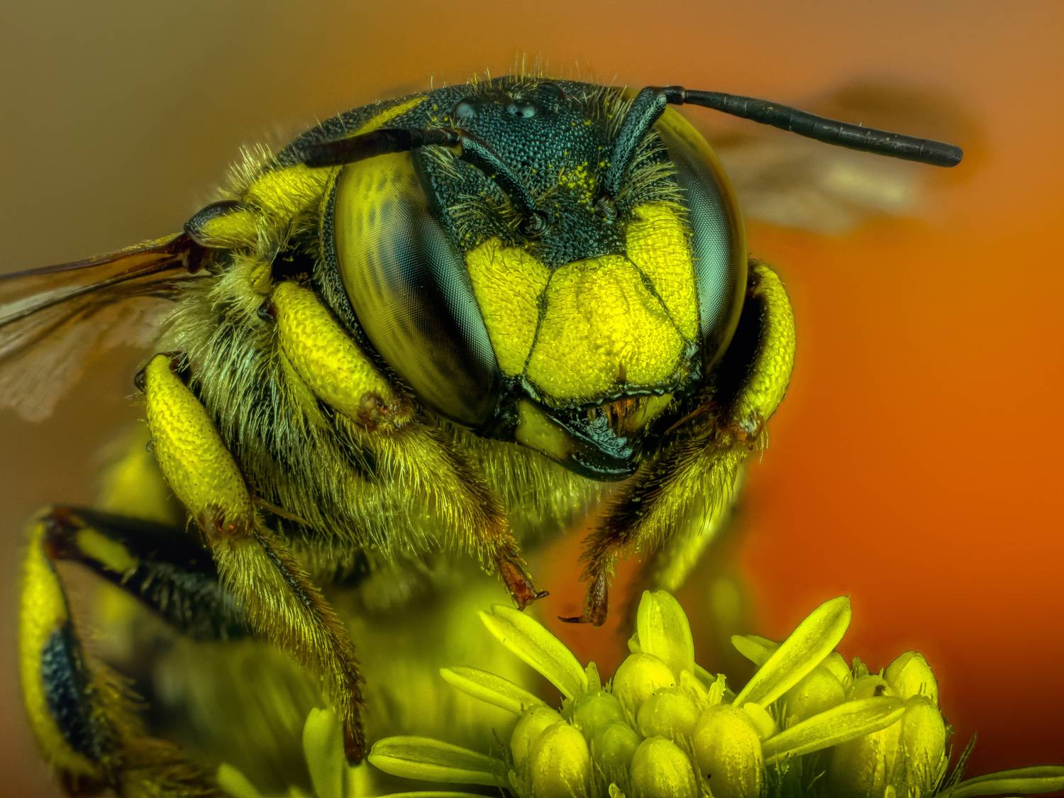 , Олег Савицкий