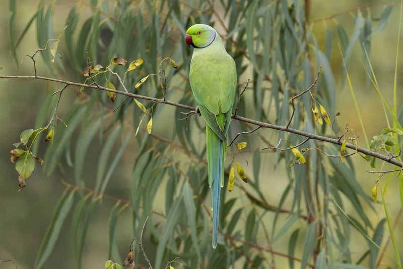 Индийский кольчатый попугай.photo preview