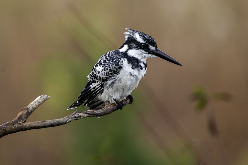 Малый пегий зимородок.photo preview