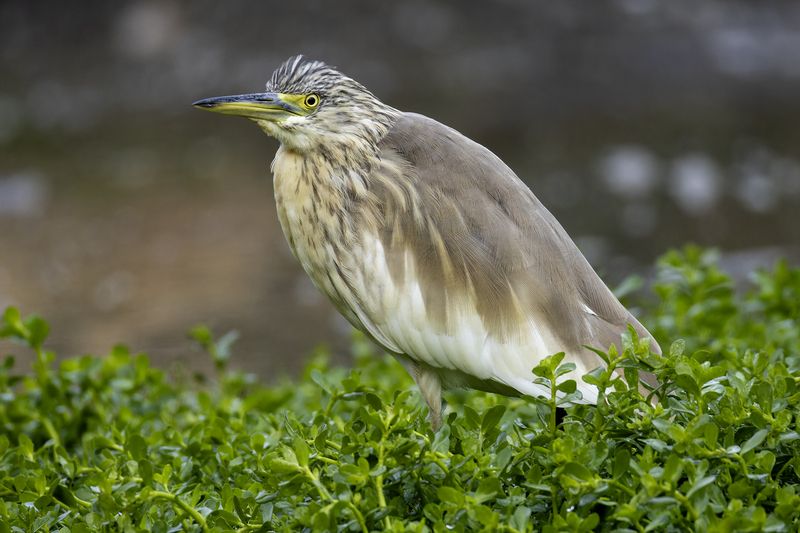 Жёлтая цапля.photo preview