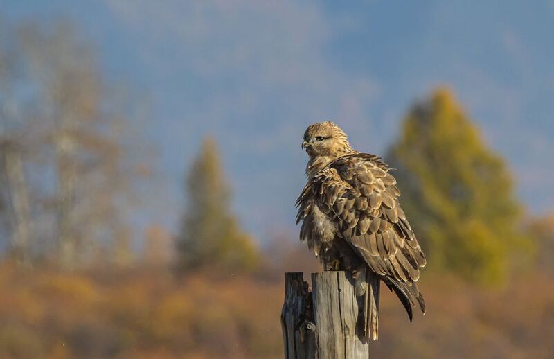 Восточный канюкphoto preview
