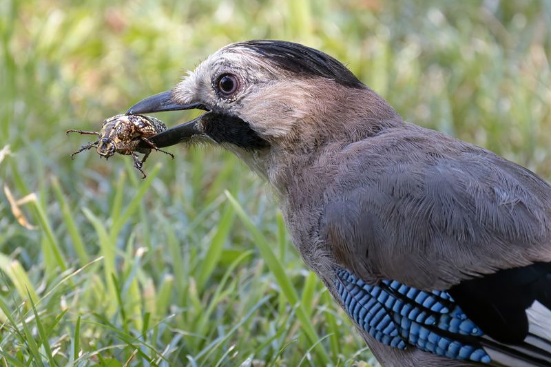 сойка, птицы, жук, природа Сойка с добычейphoto preview
