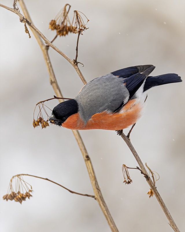 снегирь, птицы photo preview